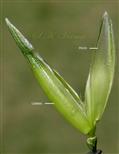  Floret - Left lemma (Awnless) and right palea
